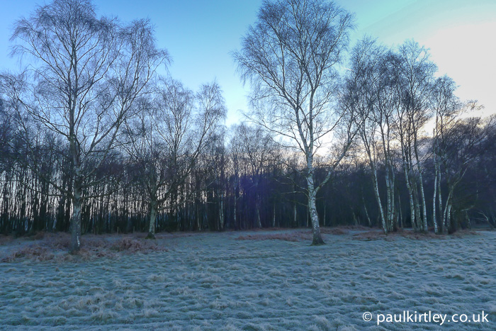 Birch trees and frosty grass