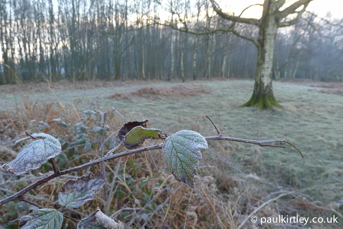 Frost on bramble leaf with woods in background out of focus