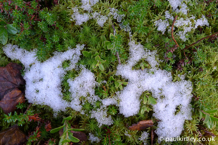 The first snow on the lush green mosses of the boreal forest.