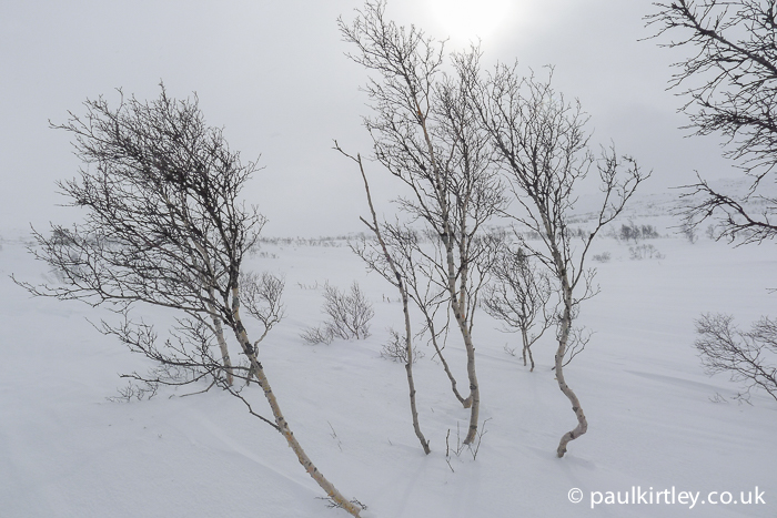 Stunted silver birch in harsh snowy conditions in Norway