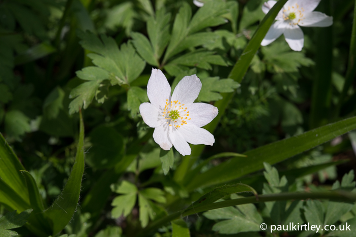 wood anemone flower