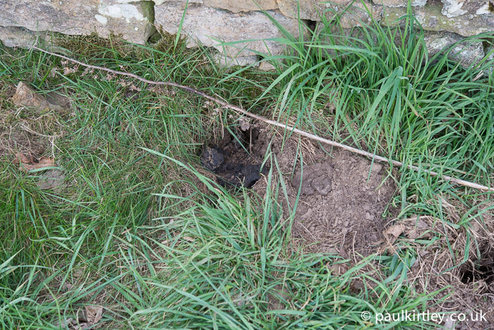 Badger latrine hole in grass by a wall