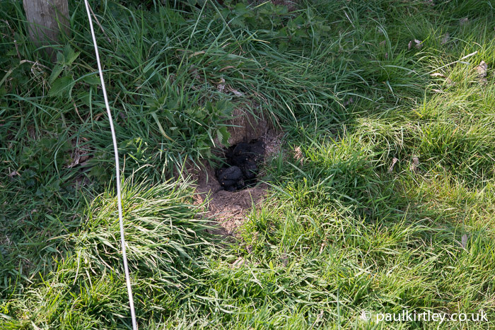 Badger poo in a hole