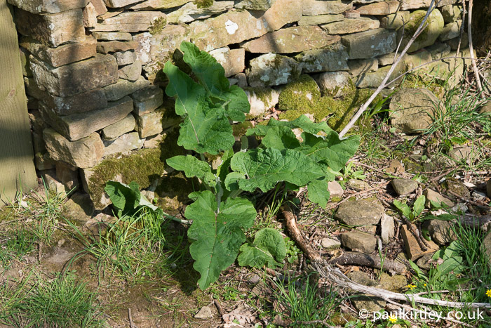 Rosette of burdock leaves near a dry stone wall