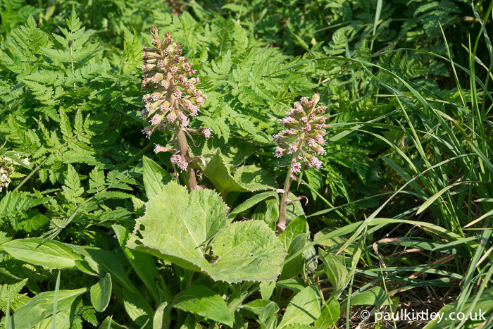 butterbur flowers and leaves