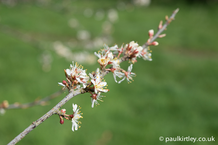 The blossom of cherry plum, Prunus cerasifera.  Photo: Paul Kirtley