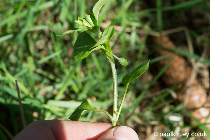 chickweed plant