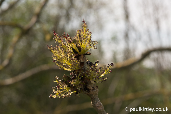 Common ash, Fraxinus excelsior, flowering. 