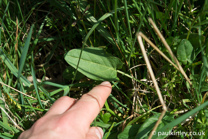 Finger pointing at the leaf of a common sorrel leaf