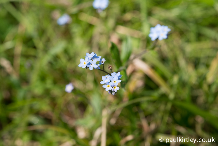 forget me nots in flower