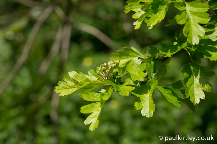 Hawthorn in leaf and about to blosson