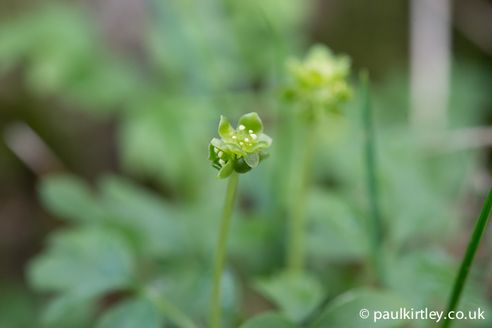 The inforescence of Moschatel, Adoxa moschatellina