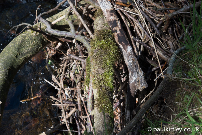 Mud transferred from the sole of a boot to the moss on this exposed root. Photo: Paul Kirtley