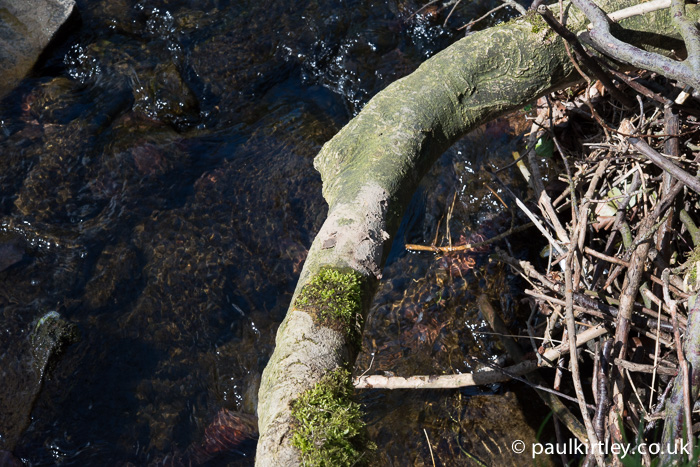 Mud transferred from a boot onto an exposed root by the side of the stream.  Photo: Paul Kirtley