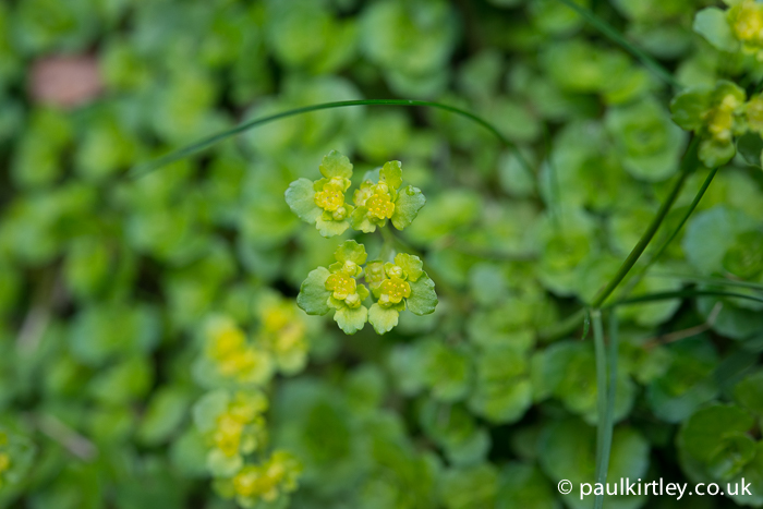 opposite leaved golden saxifrage flowers