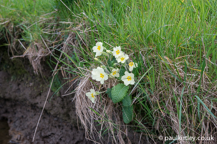 I saw many primroses on this walk, all of them beautiful but I particularly liked those which were growing out of the stream bank.  Photo: Paul Kirtley