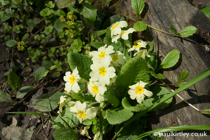 Common primrose, Primula vulgaris.  
