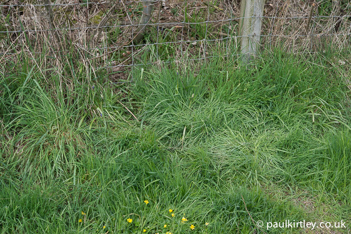 Rabbits are coming through the fence here and you can see the hop spots clearly too. Photo: Paul Kirtley