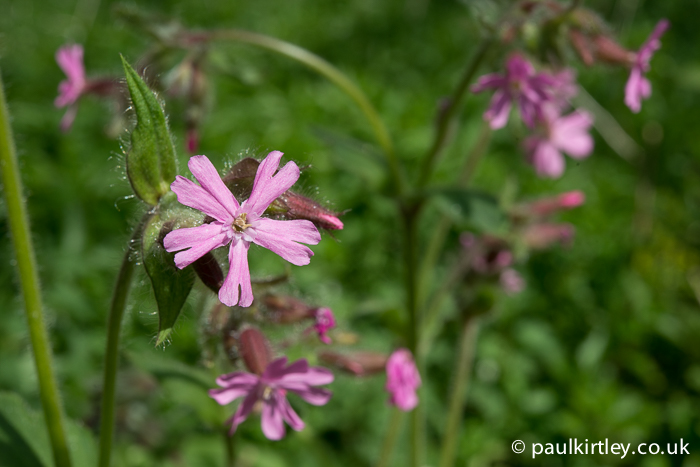 Red campion flowers