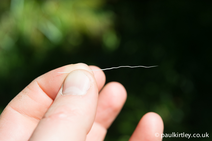 One of the more wiry, wiggly hairs from a roe deer.  Photo: Paul Kirtley