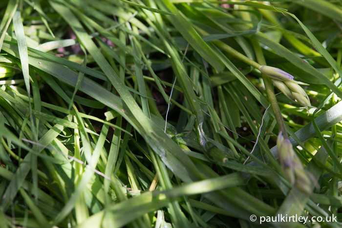 A wiggly deer hair in the grass. Photo: Paul Kirtley