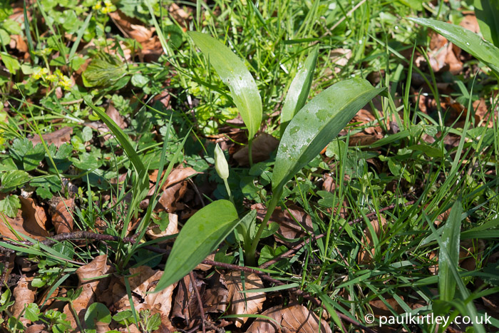 Allium ursinum leaves and flower bud