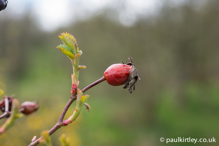 Rosehip from last year