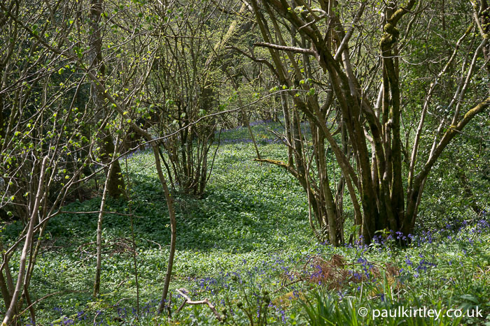 Hazel and bluebell woods in the north of England
