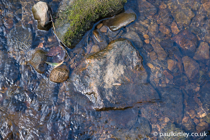 Wet mud transferred onto a rock used as a stepping across a stream. Photo: Paul Kirtley