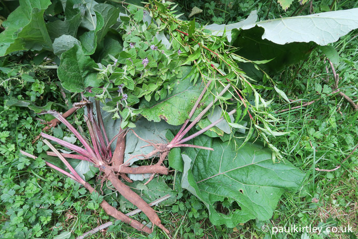 Burdock roots and other plants for food