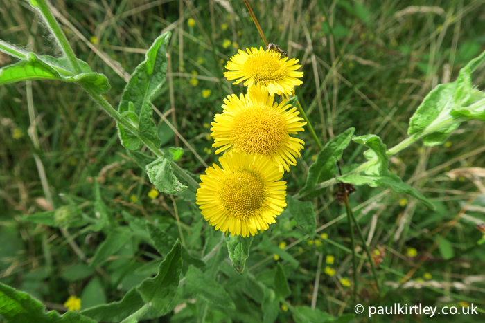 Sunflower like flowers of common fleabane