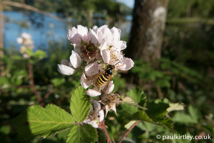 Common wasp on bramble flowers. Photo: Paul Kirtley