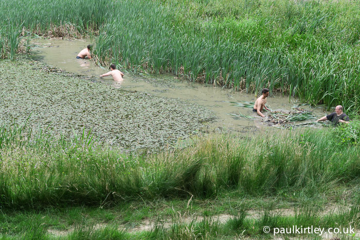 People in a pond collecting Typha latifolia