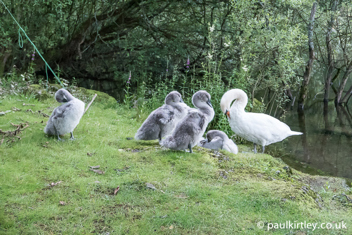 Mute swan cygnets and parent