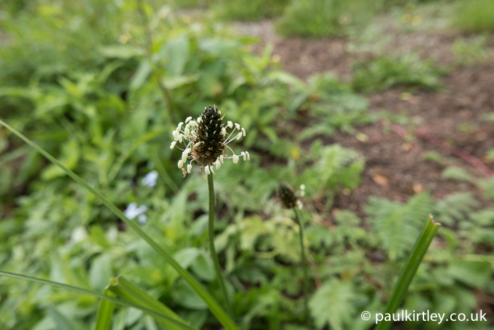 Plantago lanceolata flowers - creamy yellow flowers on thin stems off a black central mass