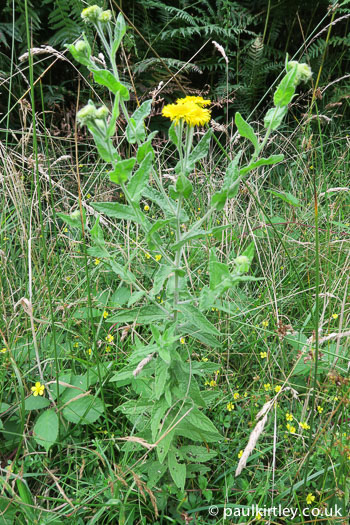 Common fleabane stem, leaves and flower against green backdrop