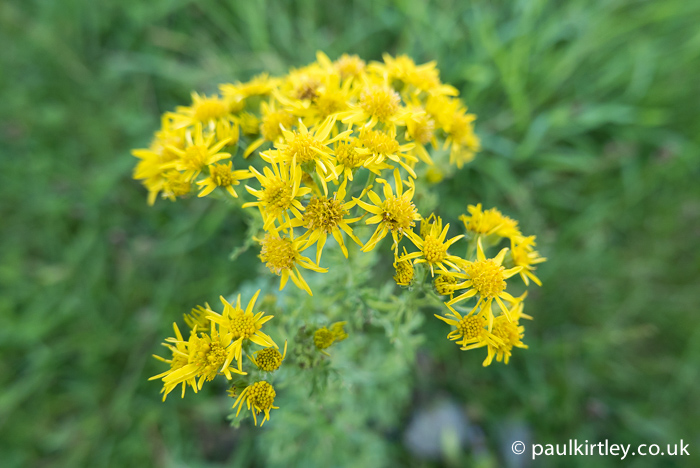 Yellow dasiy-like flowers of ragwort, Senecio jacobaea