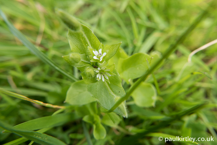 Flowers of chickweed