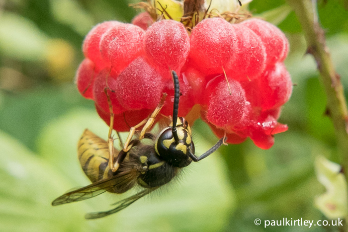 Common wasp eating raspberry fruit