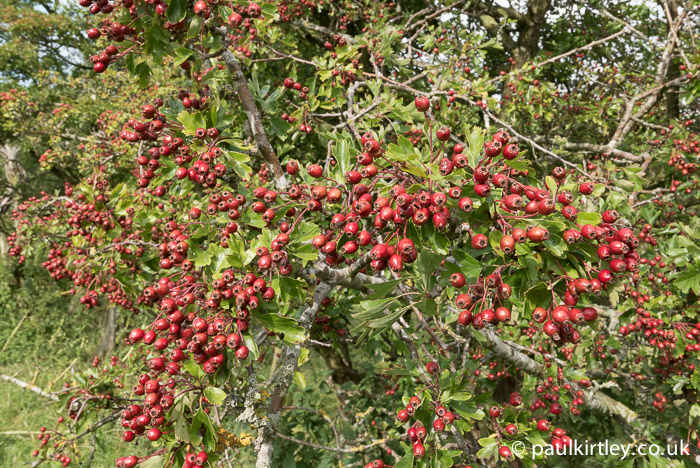 Bumper crop of hawthorn fruit