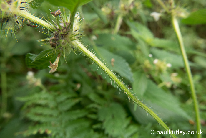 The roughly hairy stem of common hemp nettle, which is in many ways reminiscent of stinging nettles, which is not a close relative.  Photo: Paul Kirtley