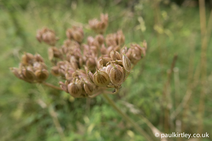 The seeds of hogweed, Haracleum sphondylium. Photo: Paul Kirtley