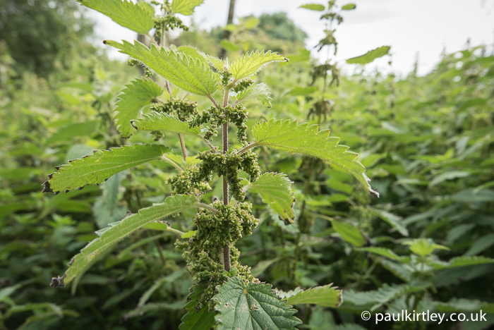 Stinging nettle in seed