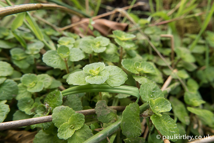Opposite leaved golden saxifrage leaves