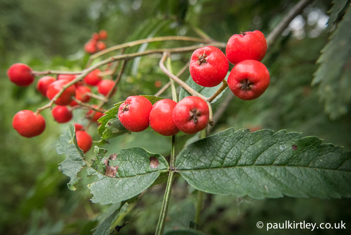 Juicy red Rowan berries