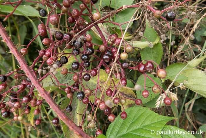 Elderberries of varying ripeness