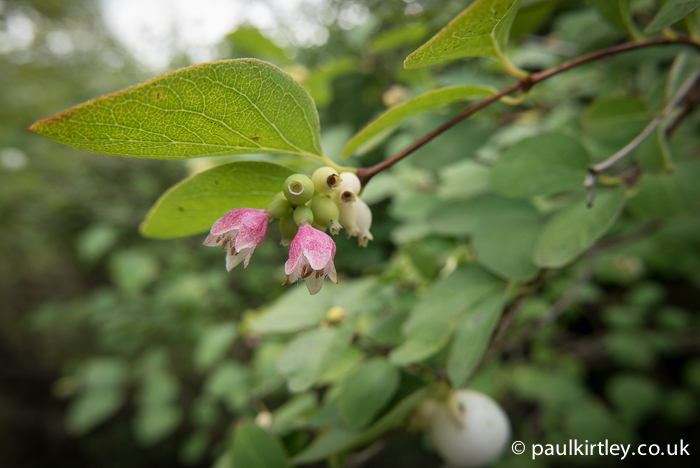 The delicate flowers of Snowberry, Symphoricarpos albus.  County Durham, UK.