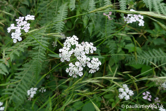 Apiaceae: white umbel of flowers against a green backgrop