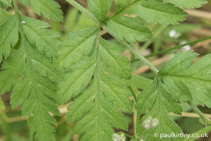On closer inspection, the leaves have hairs on the top, which are pressed flat to the leaf surface. Photo: Paul Kirtley