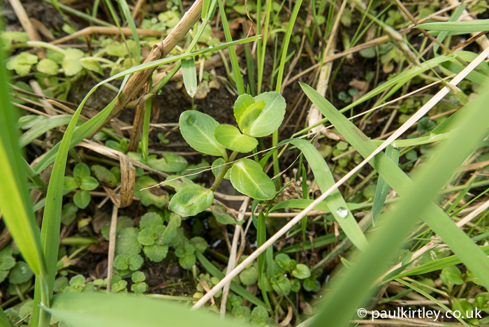 Veronica beccabunga plant in damp grassy ground